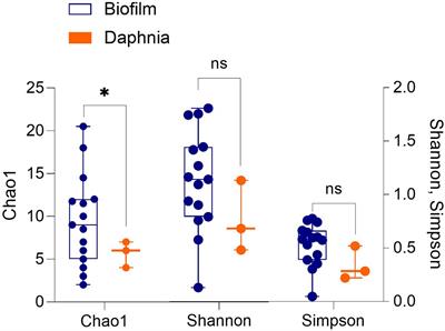 Understanding Biofilm Formation in Ecotoxicological Assays With Natural and Anthropogenic Particulates